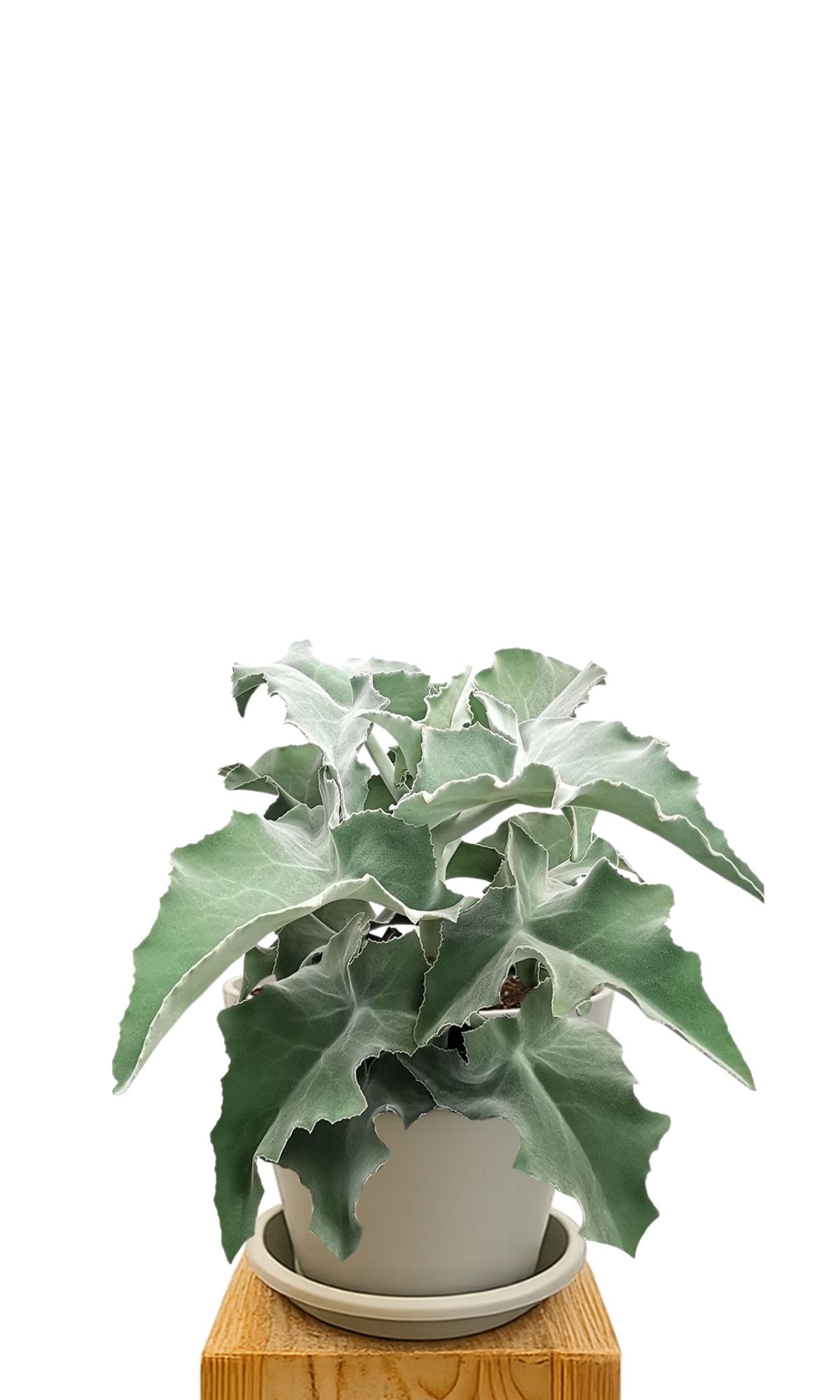Plant kit 30 Sand